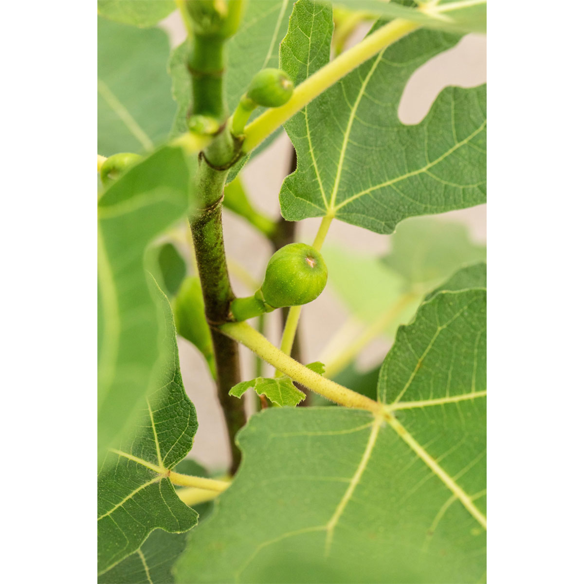 Plantiflor Feige Firoma Topf Durchmesser 23 cm