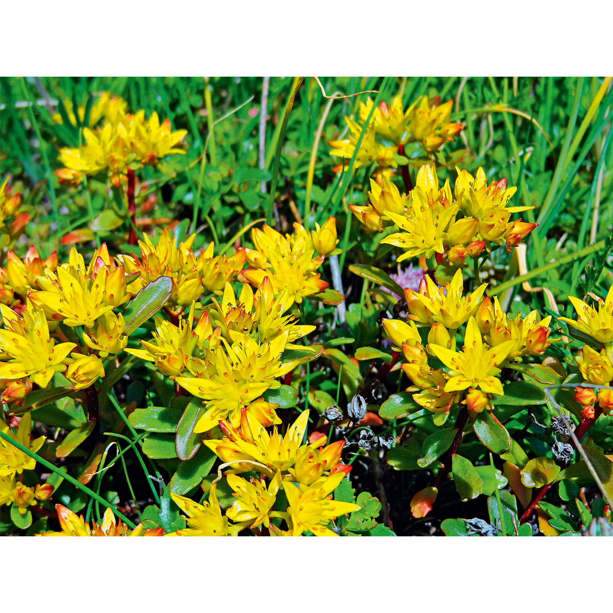 Plantiflor  Mauerpfeffer Topf Durchmesser 12 cm