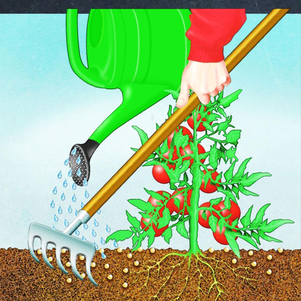 Compo BIO Tomaten Langzeit-Dünger mit Schafwolle 750 g Bild 3