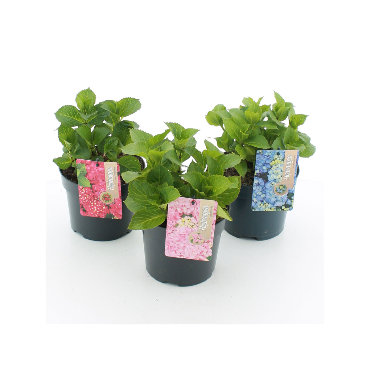 Plantiflor  Gartenhortensie Topf Durchmesser 17 cm