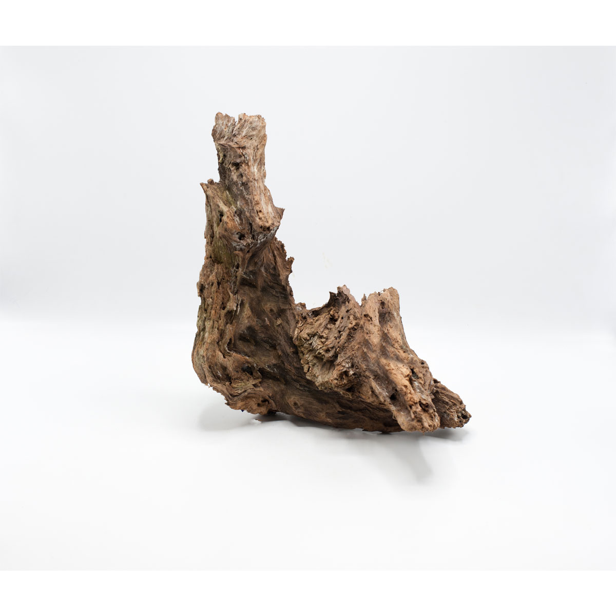 Driftwood Wurzel 25 x 8 cm