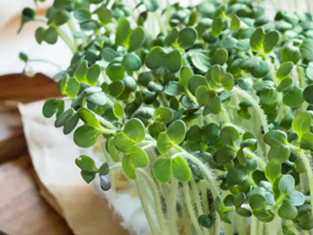 Grüne, aufrechte Keimlinge wachsen dicht nebeneinander.