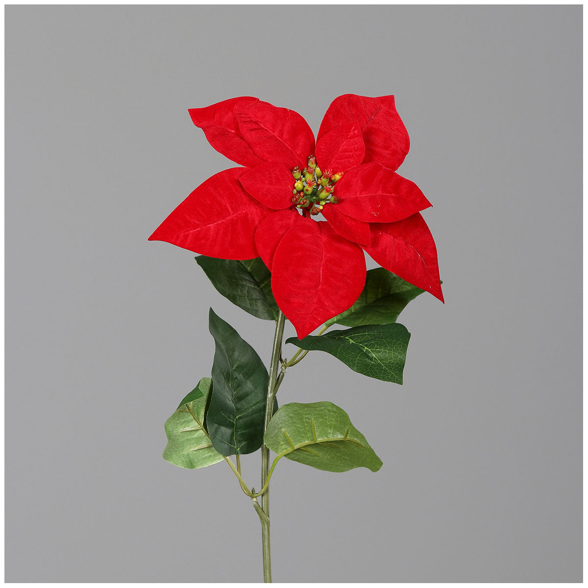 Poinsettia 55 cm rot
