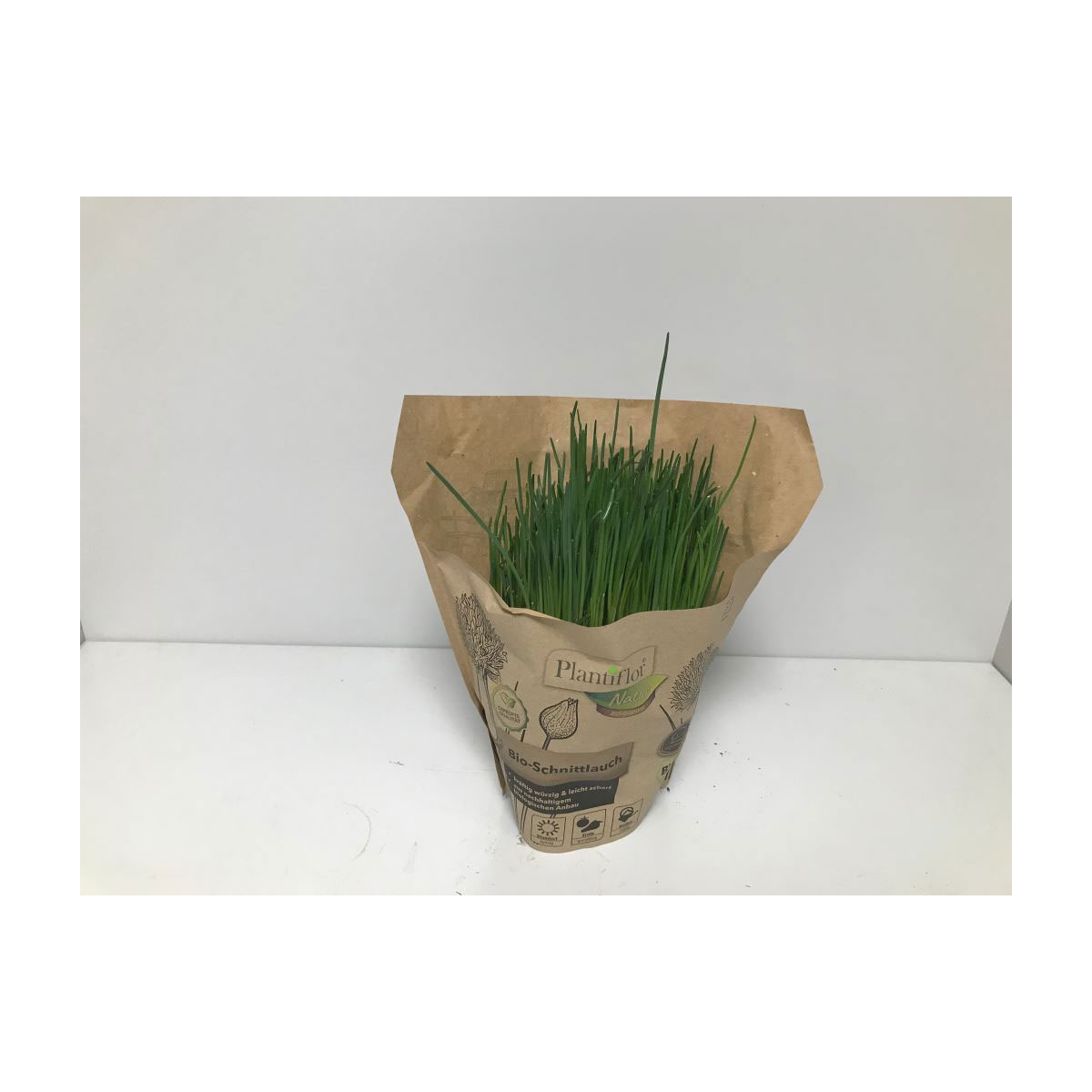 Plantiflor Bio-Schnittlauch T12