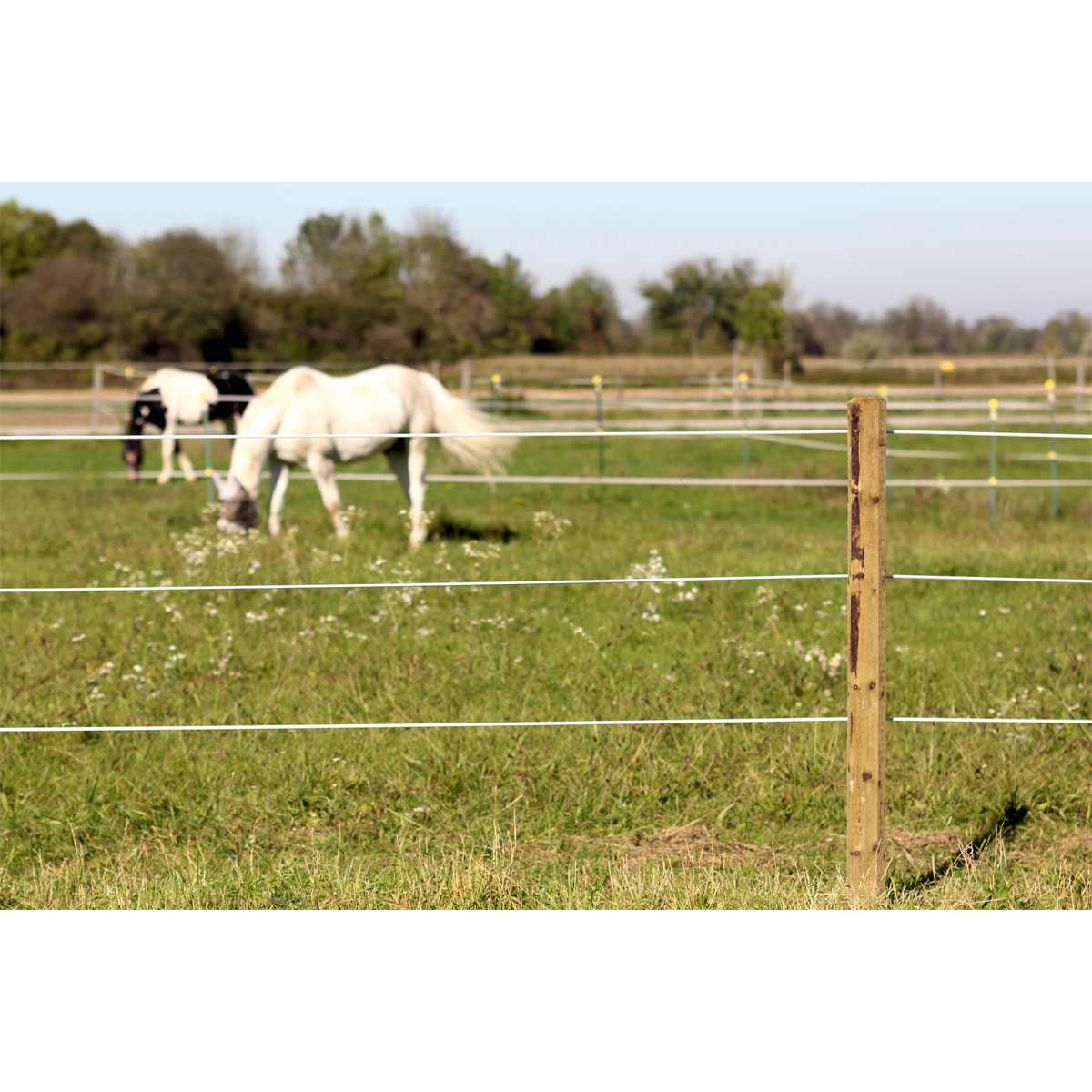 Stahldraht Premium Horse Wire 250 m Bild 11