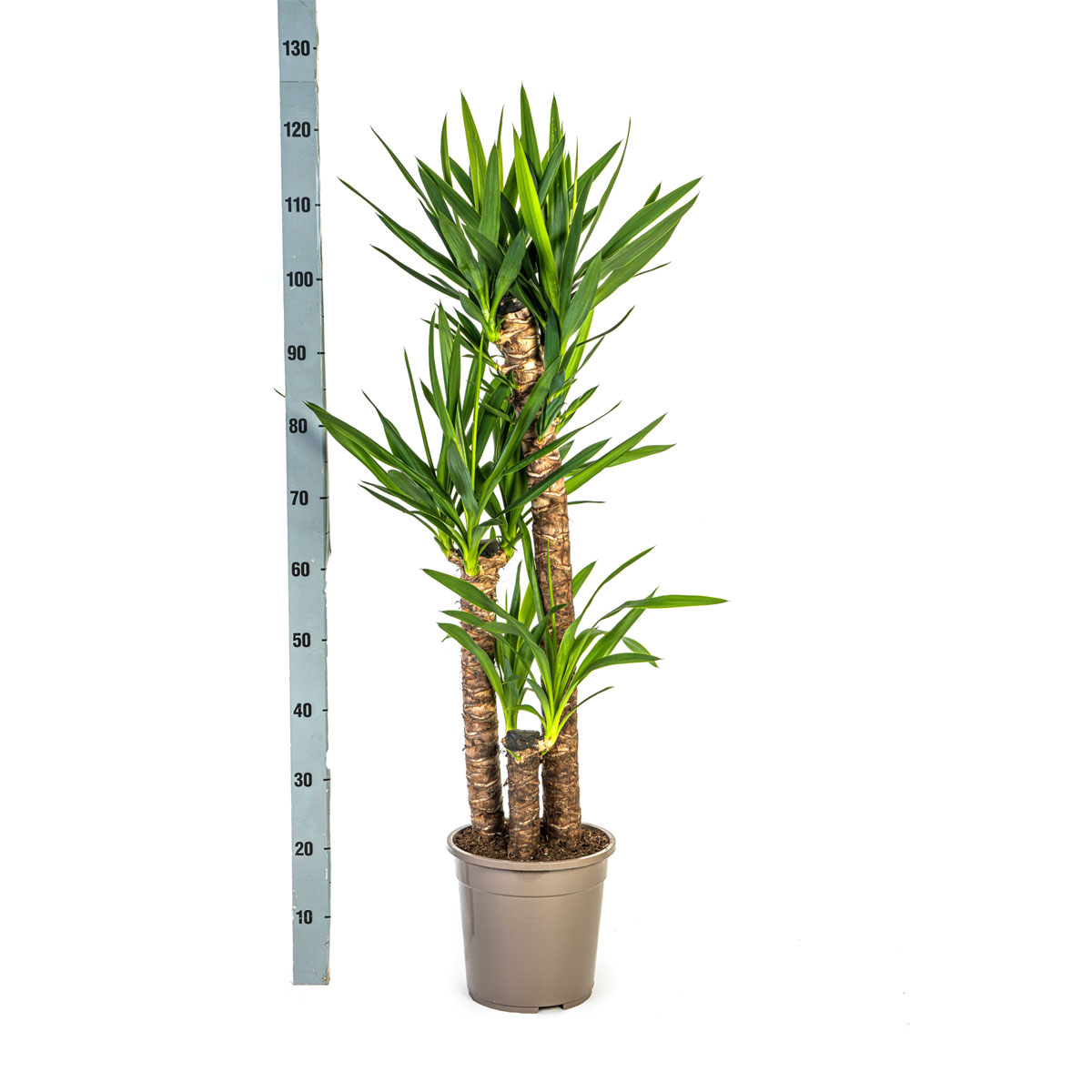 Yucca-Palme, Topf Ø 24 cm Bild 2