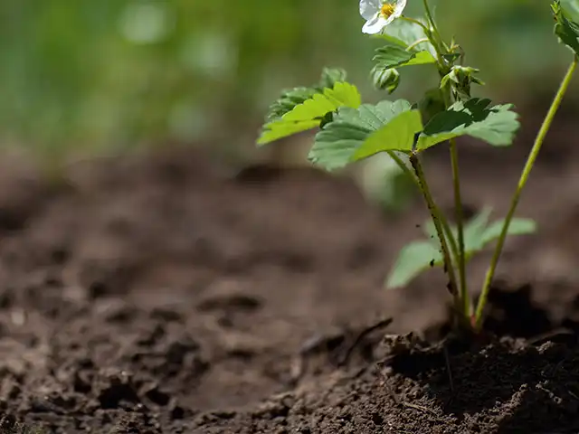 Eine junge Pflanze wächst im Boden, umgeben von unscharfem grünem Hintergrund.