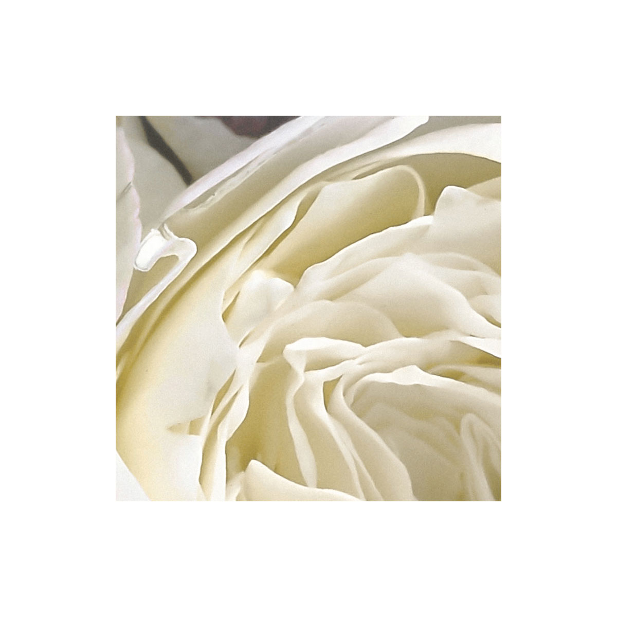 Komar  Vlies Fototapete Gentle Bloom 200x250 cm Bild 7