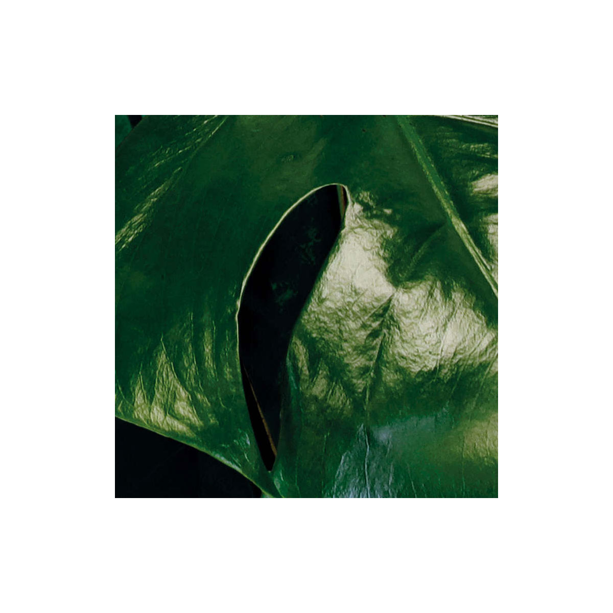 Komar  Vlies Fototapete Tropical Wall Panel 100x250 cm Bild 6