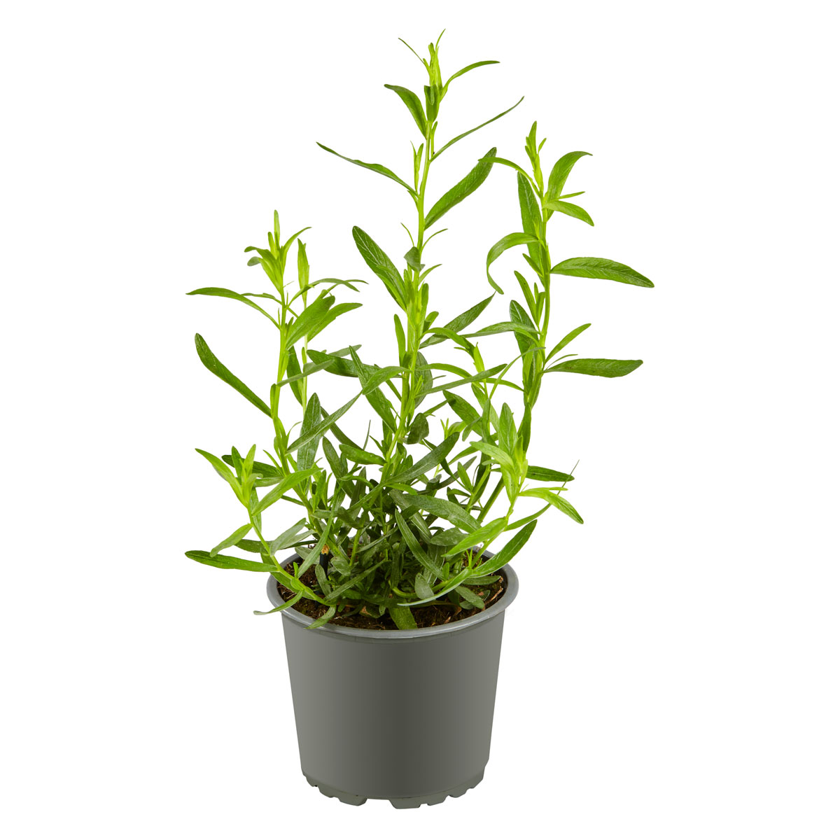 Plantiflor  Gourmetkräuter Estragon Topf 12 cm