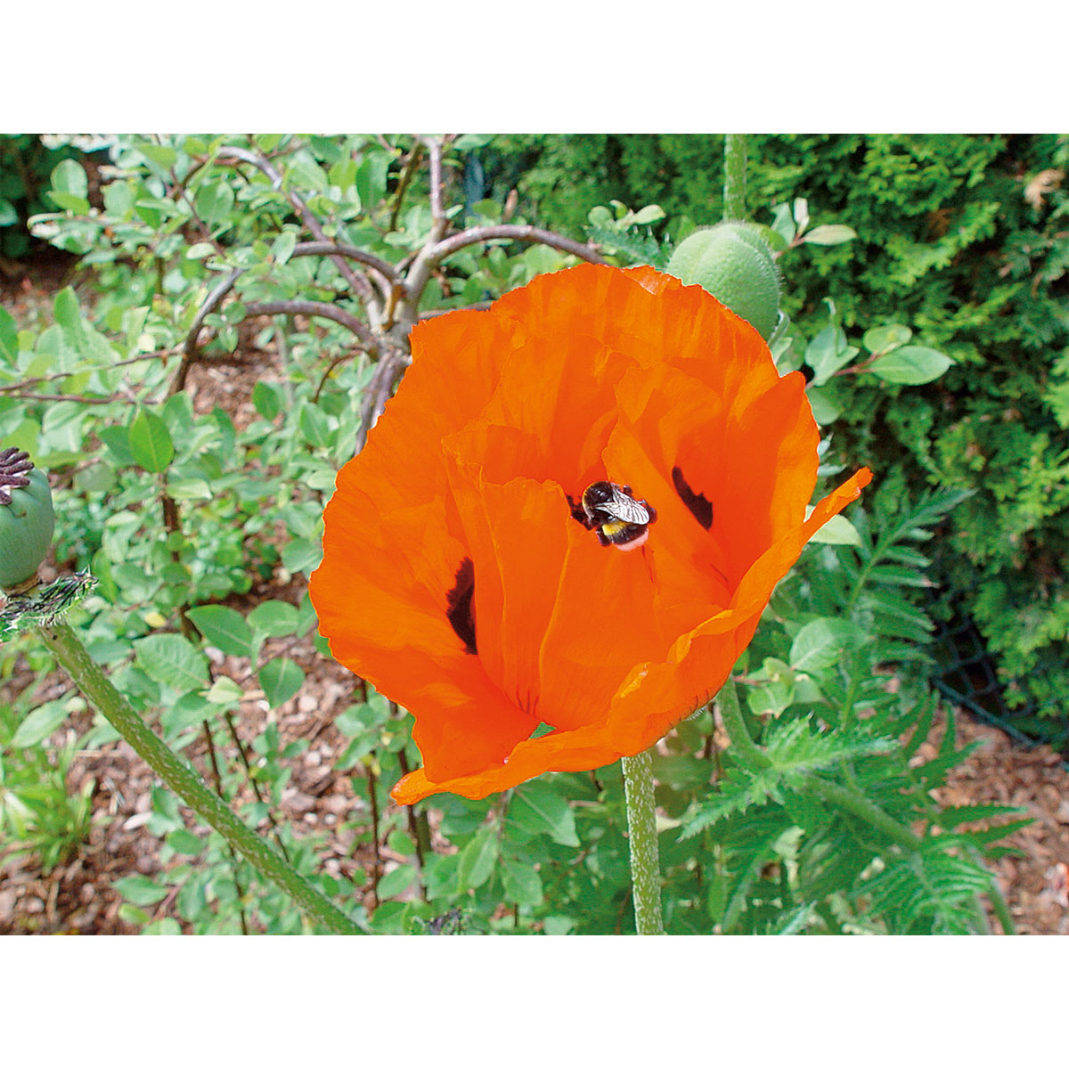 Plantiflor  Staude P19 verschiedene Sorten Bild 6