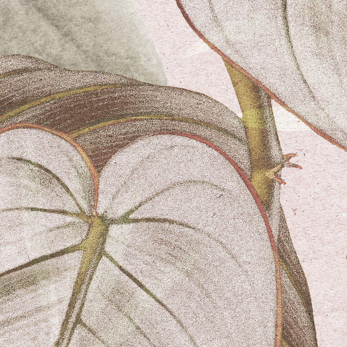 Komar  Vlies Fototapete Kalina 350x250 cm Bild 4