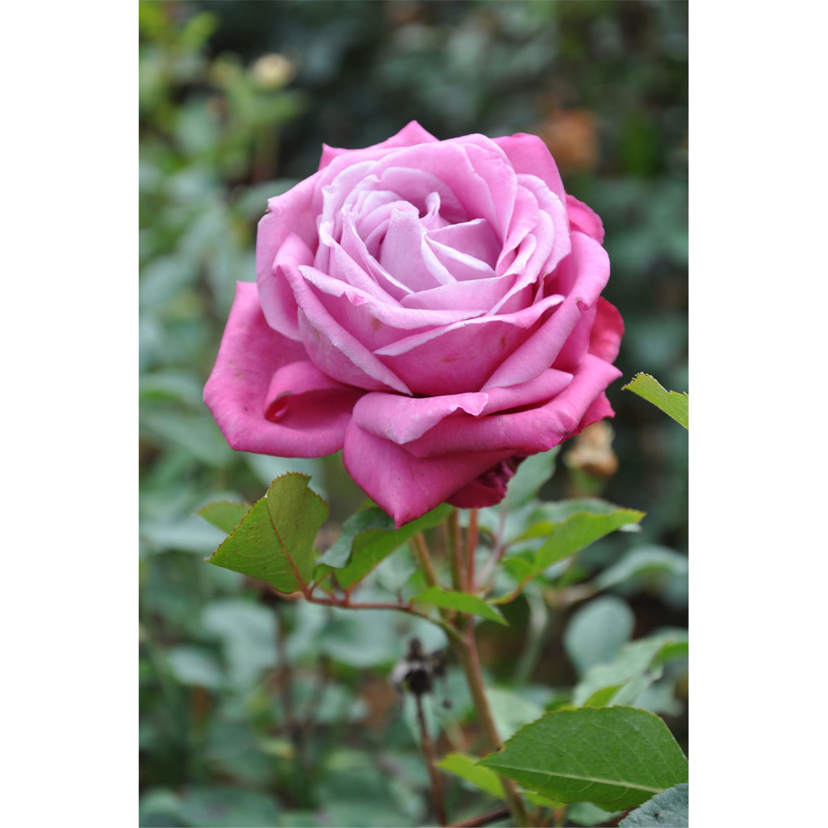 Plantiflor  Edelrose Lila Topf Durchmesser 23 cm