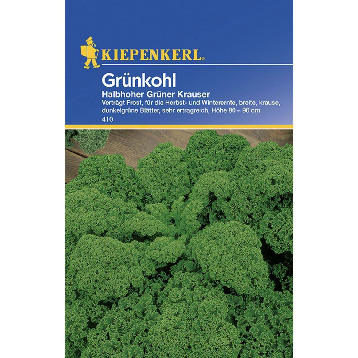 Kiepenkerl Grünkohl Halbhoher grüner krauser