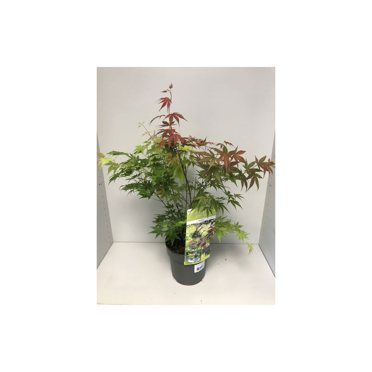 Plantiflor  Fächerahorn Fetsival C3