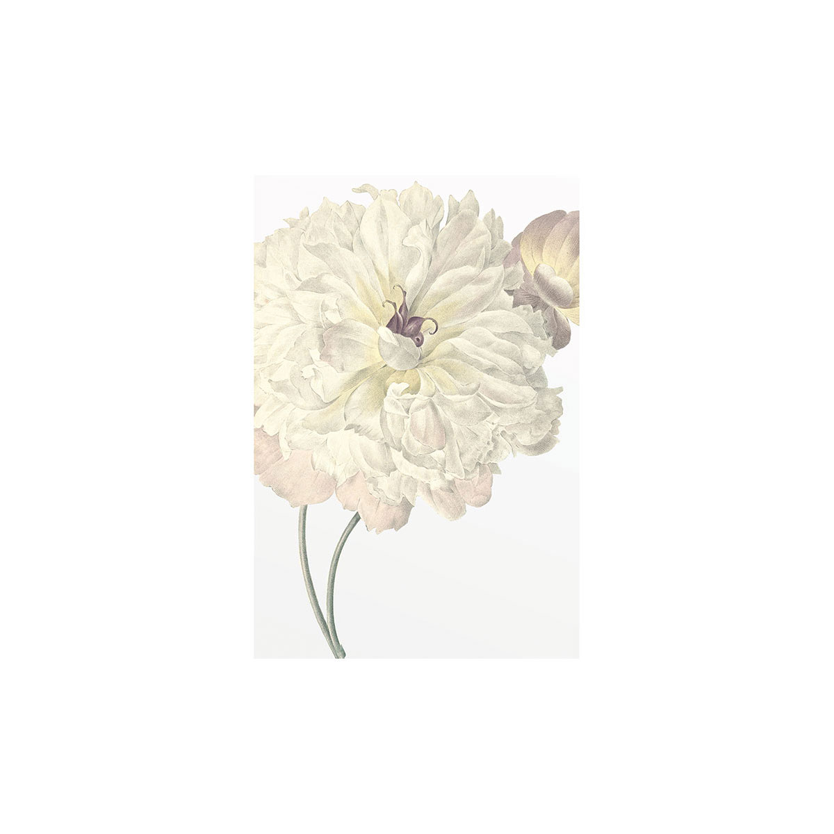 Komar  Wandbild Illustration Dahlia 40x50 cm Bild 2