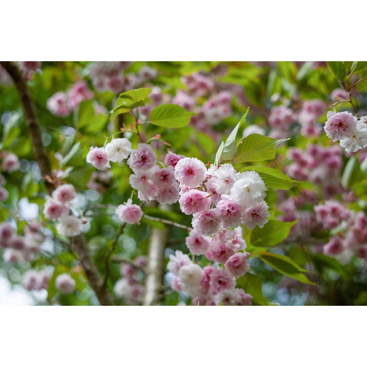 Plantiflor Mandelbäumchen Topf Durchmesser 21 cm