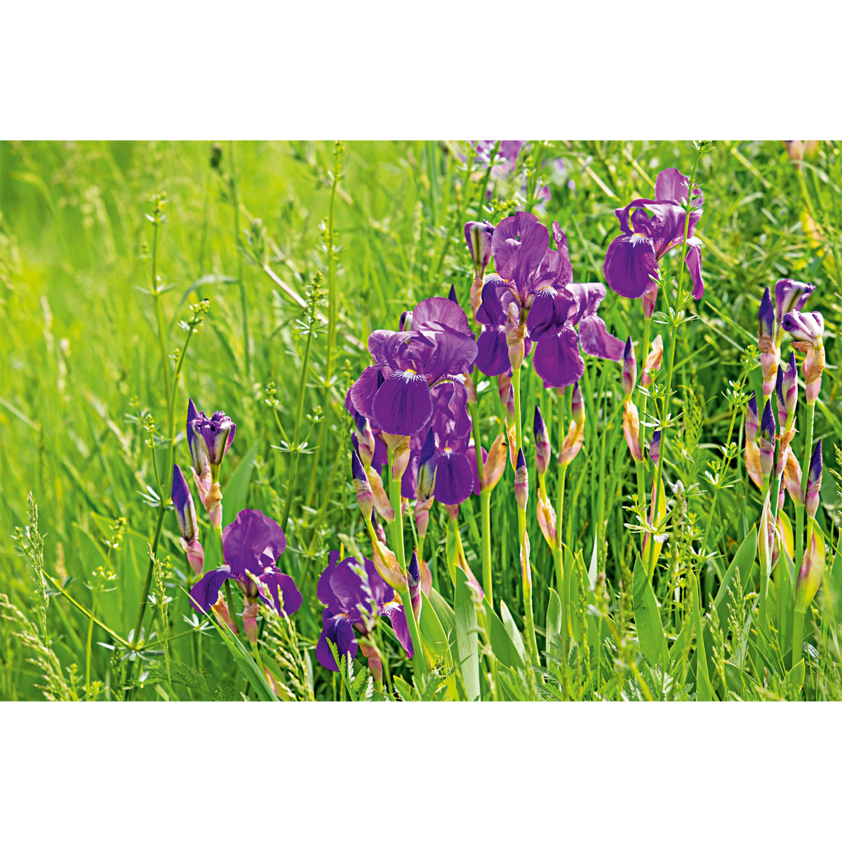 Plantiflor  Blumenzwiebel Netzblatt-Iris Iris reticulata Topf Durchmesser 10,5 cm Bild 2