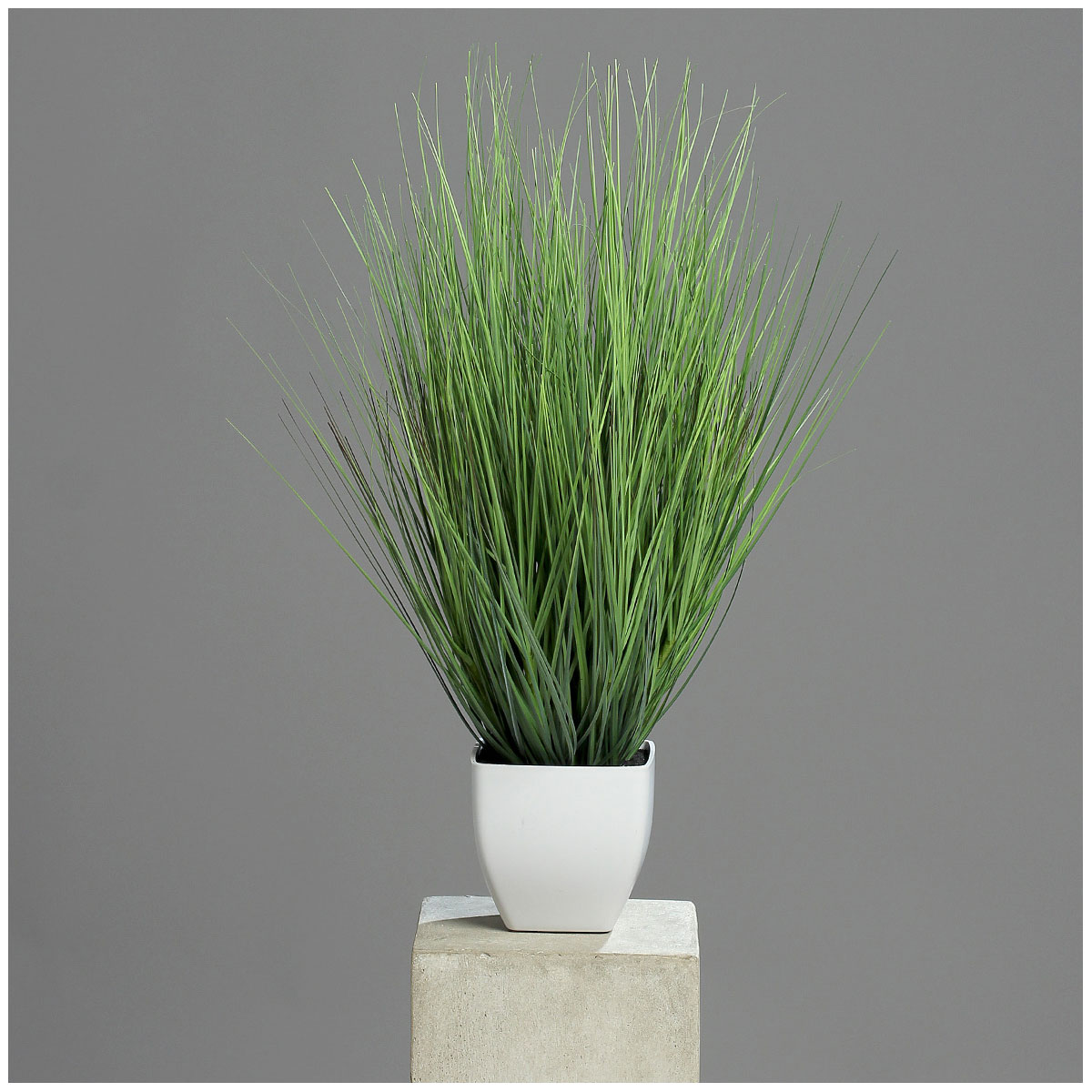 Isolepsisgras im Topf 60 cm