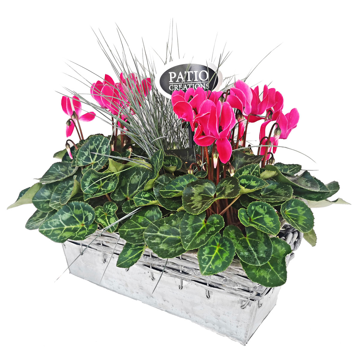 Bepflanztes Gefäß Zinkschale mit Rattanrand 31 x 13 cm