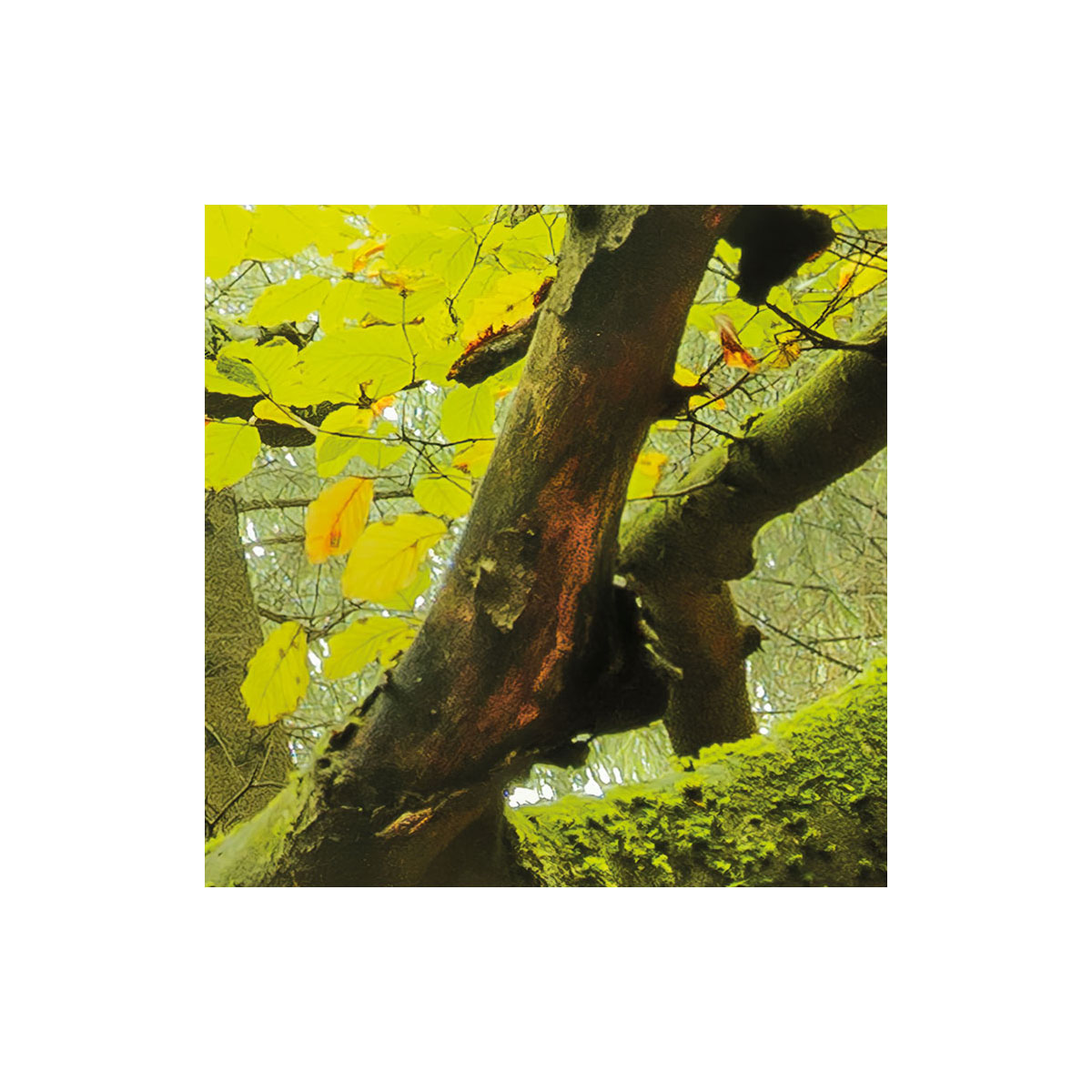 Komar  Vlies Fototapete Der Traumbaum 300x280 cm Bild 6