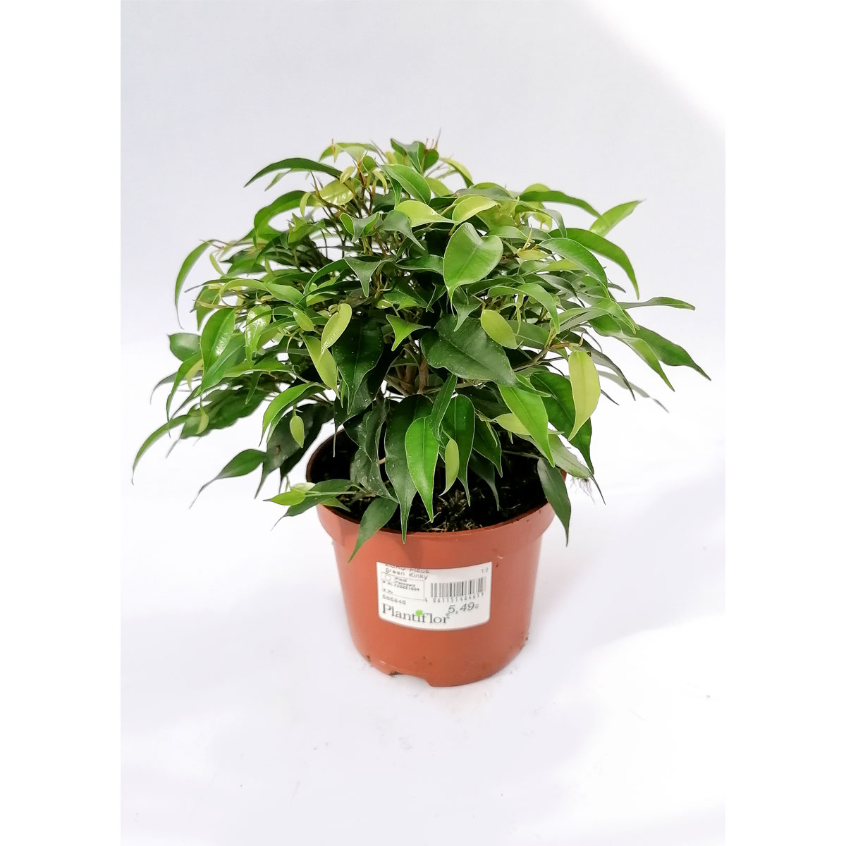 Plantiflor Ficus Green Kinky 30 cm T12