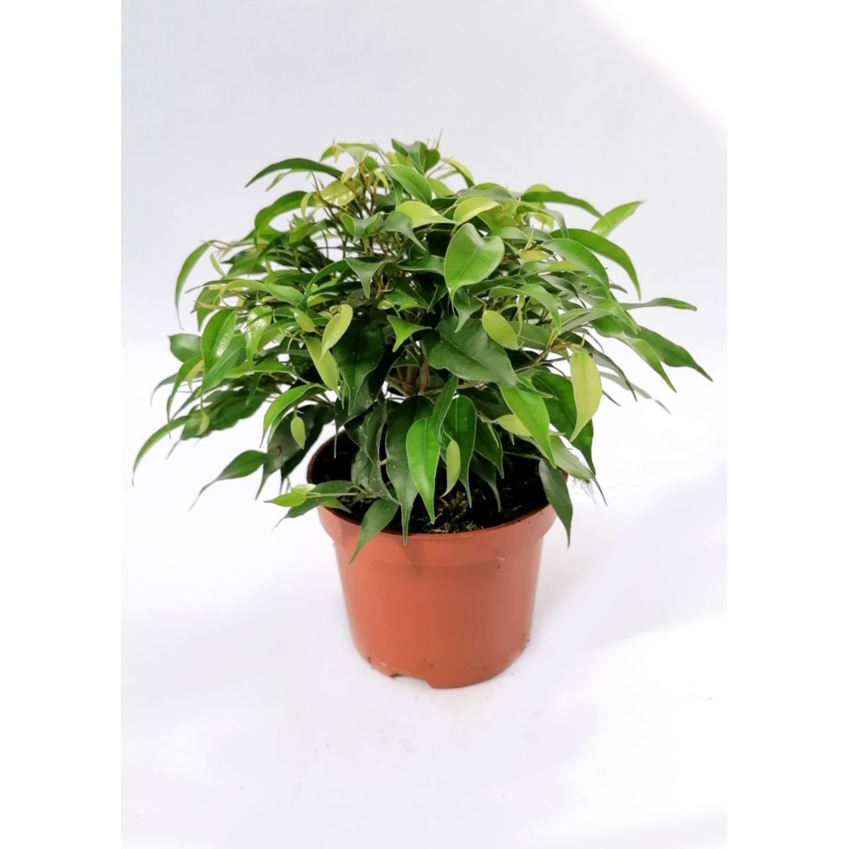 Plantiflor Ficus Green Kinky 30 cm T12