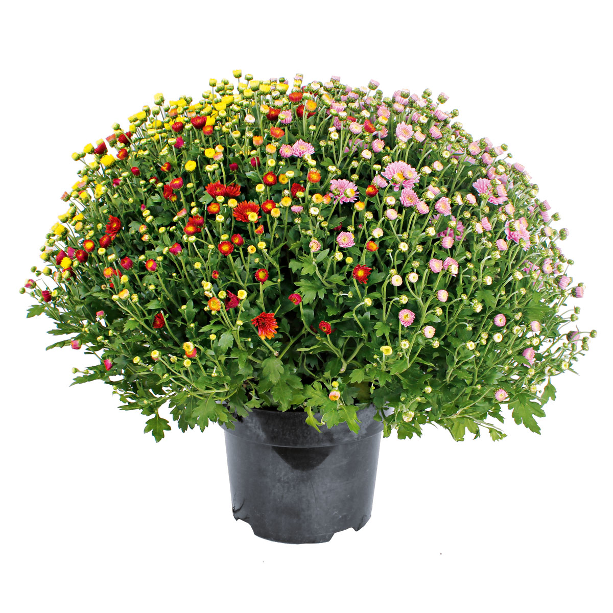 Plantiflor  Chrysanthemen-Busch Trio Topf- Durchmesser 19 cm Bild 1
