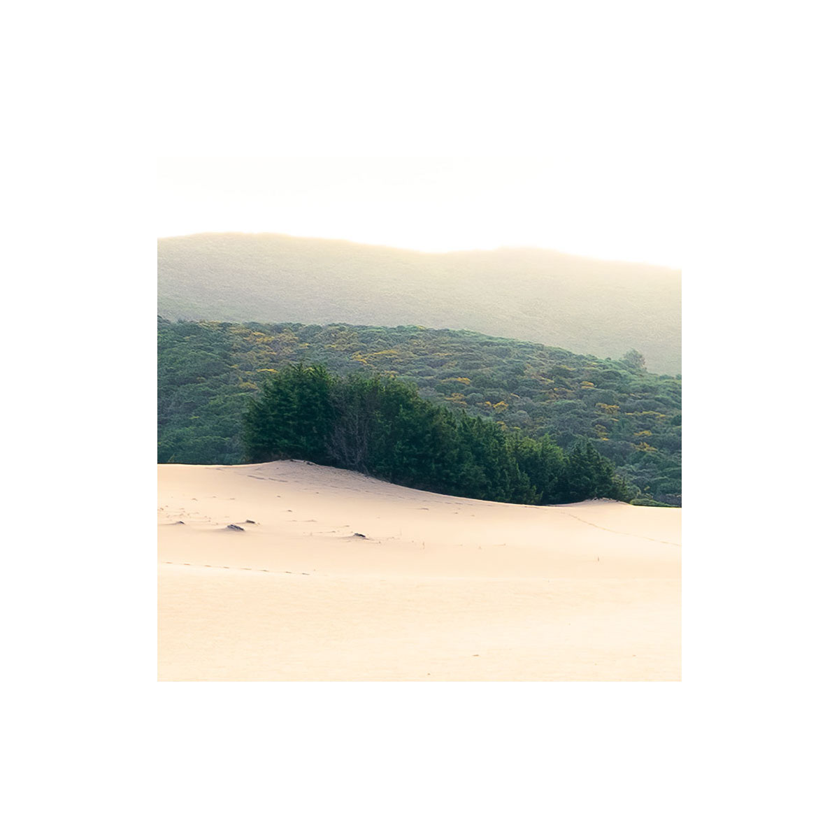 Komar  Vlies Fototapete Vivid Dunes 450x280 cm Bild 7