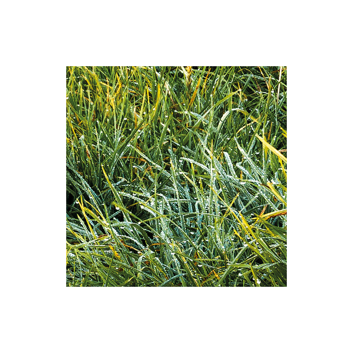 Komar  Vlies Fototapete Himmlisch 450x280 cm Bild 5