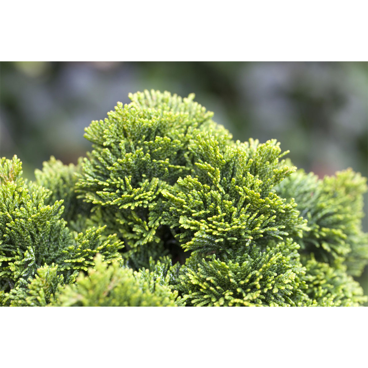 Plantiflor Zwerg-Muschel-Zypresse Topf Durchmesser 23 cm