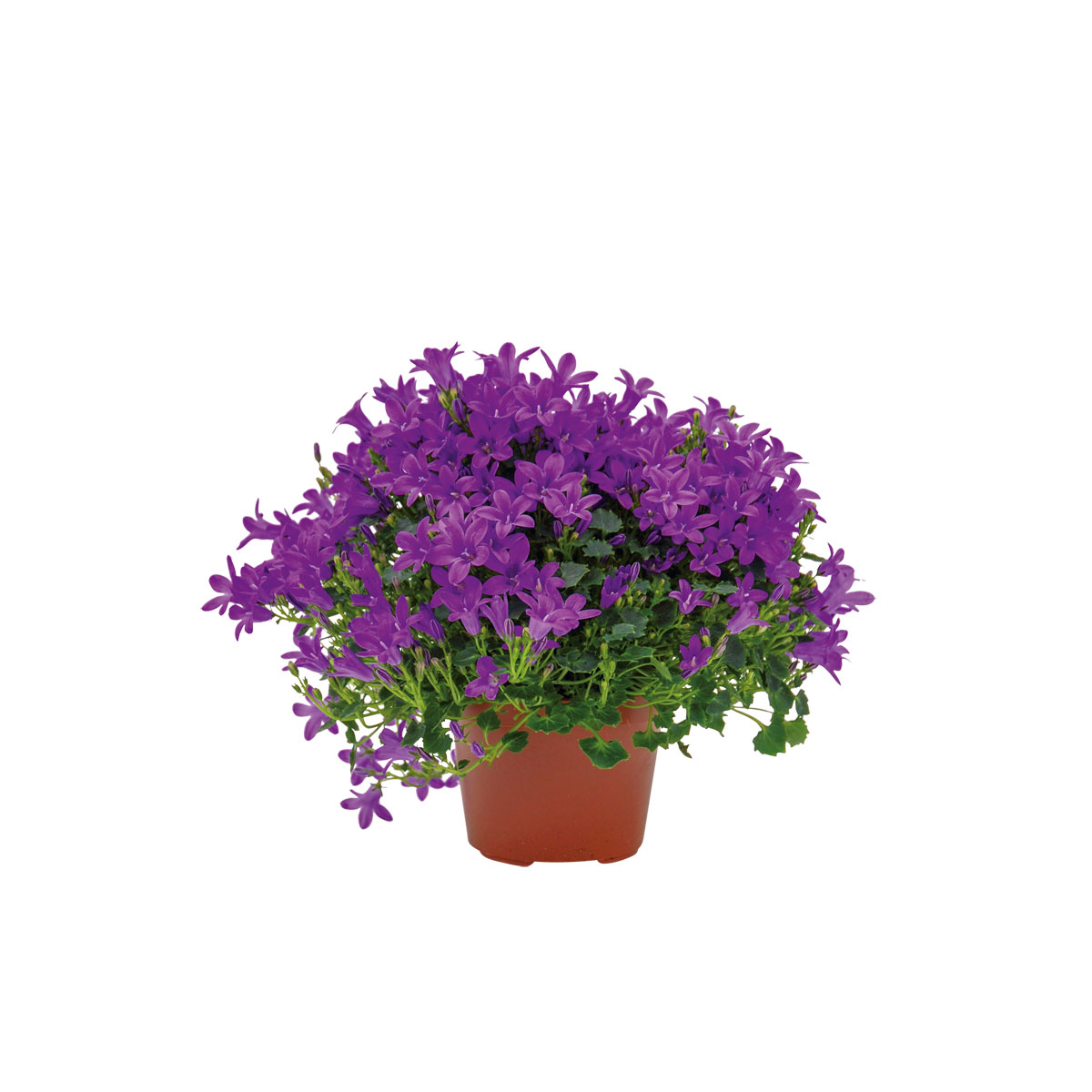 Plantiflor  Glockenblume blau Topf 11 cm