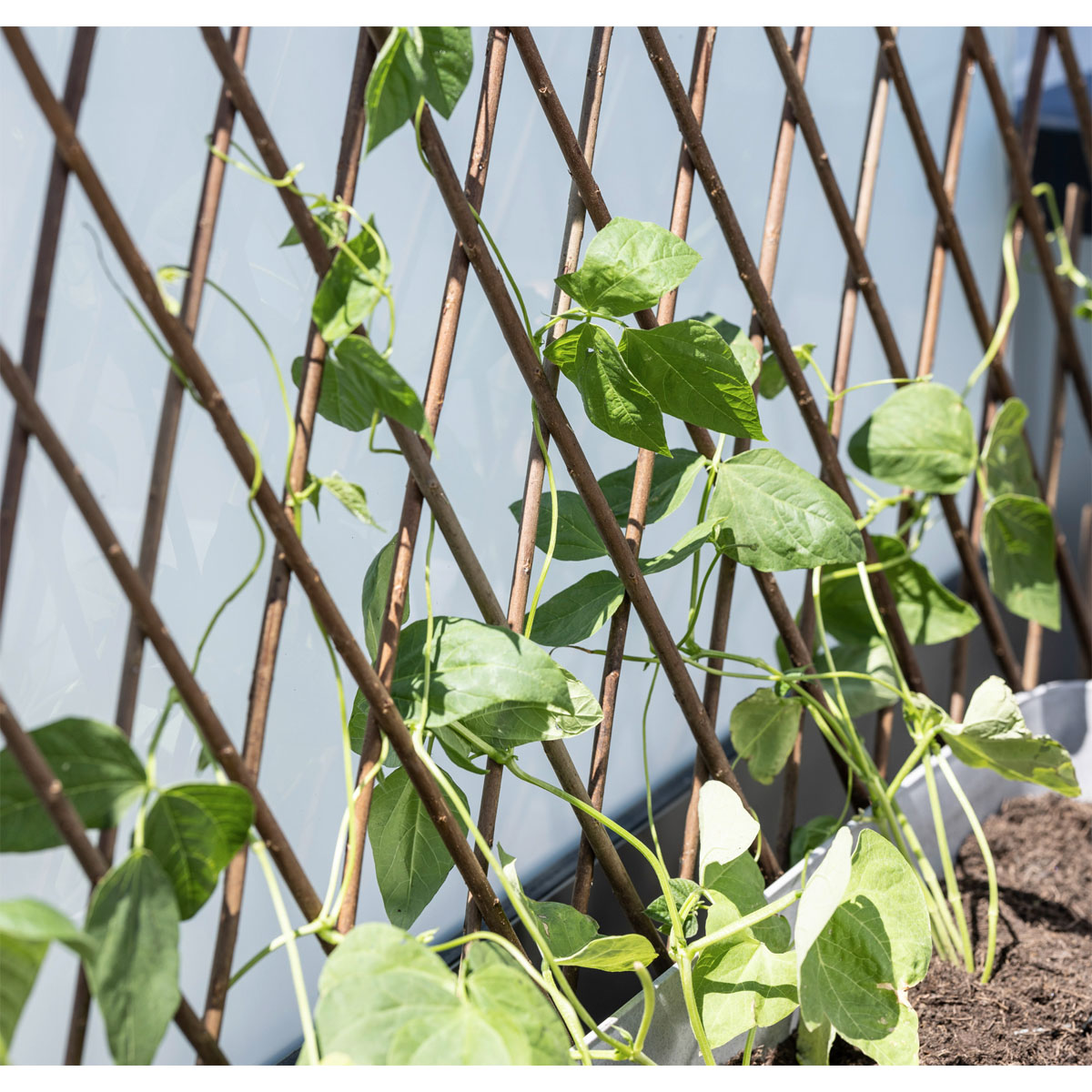 Windhager  Weide-Spalier 60x180 cm