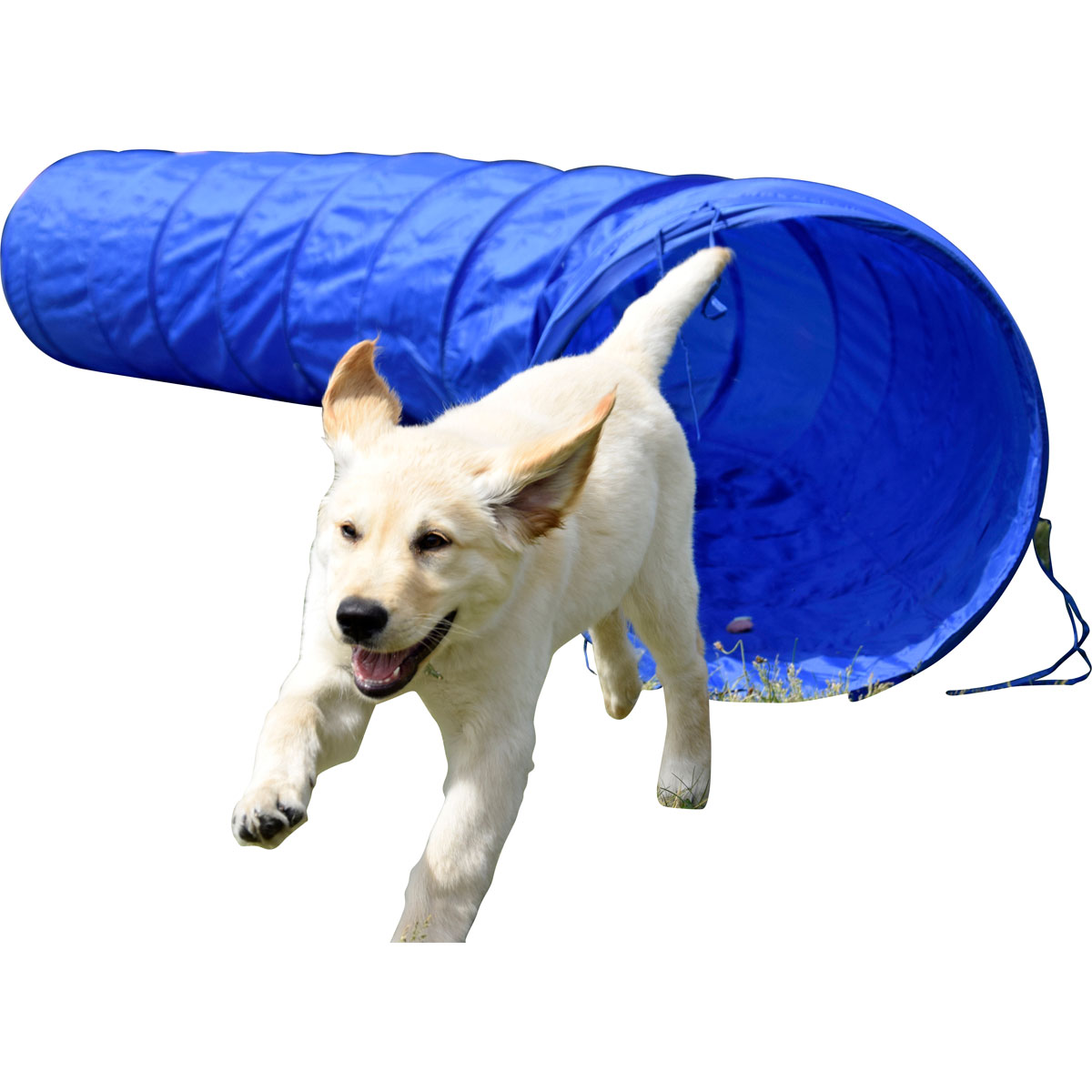 dobar Agility-Tunnel 50 x 50 x 300 blau