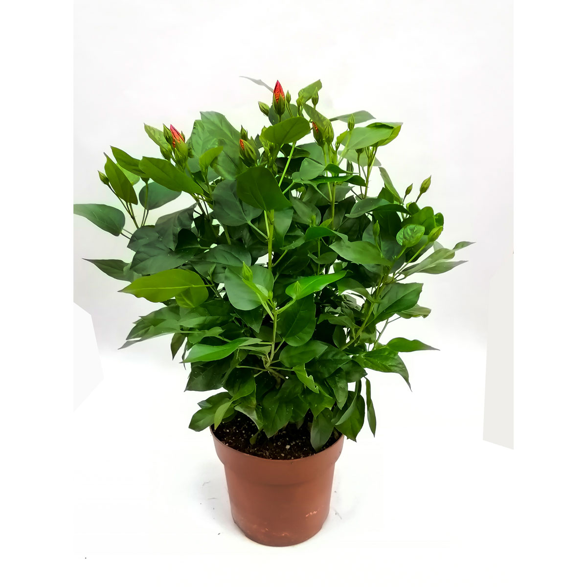 Plantiflor  Hibiskus Busch T21 Bild 1