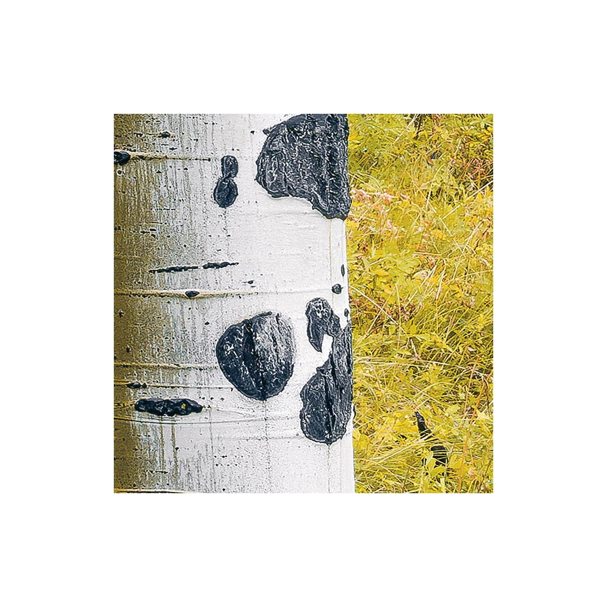 Komar  Vlies Fototapete Orange Forest 400x250 cm Bild 4