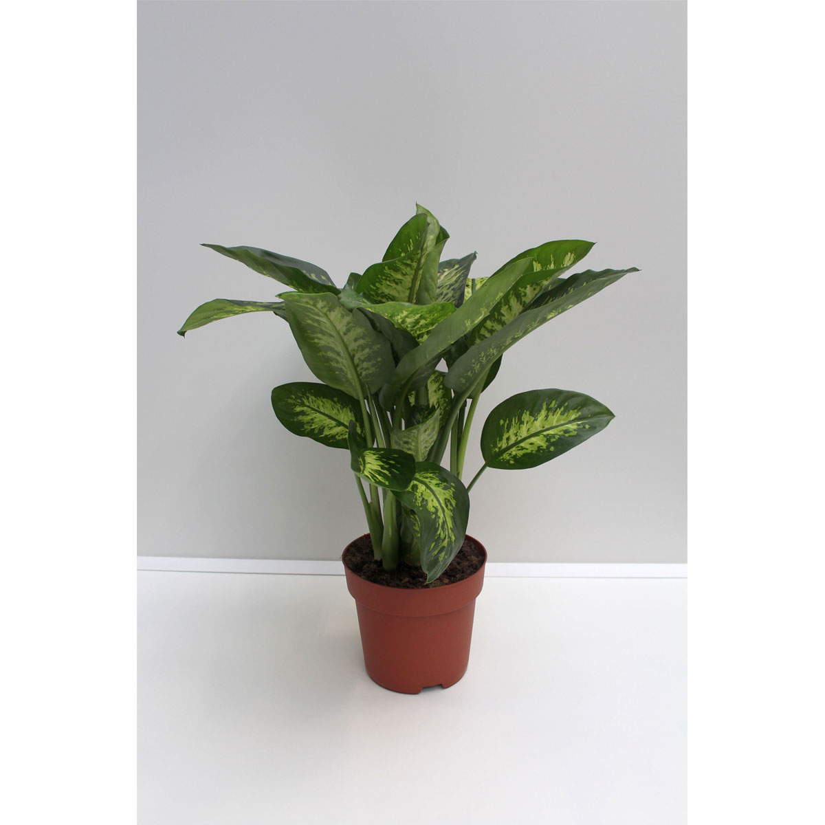 Plantiflor Dieffenbachie 80 cm Topf 24 cm