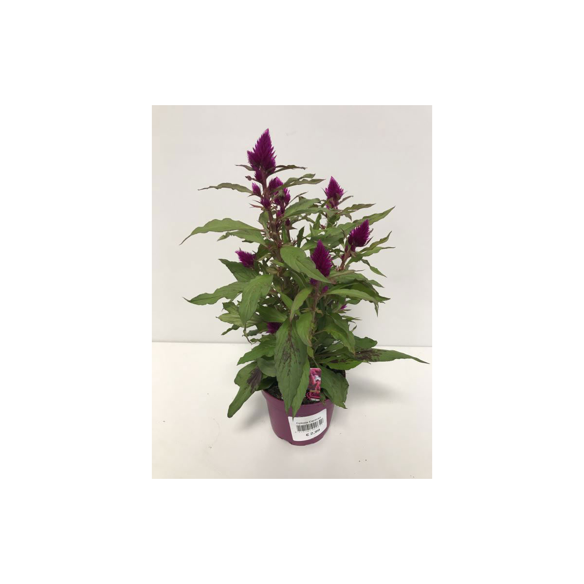 Celosia Caracus T12