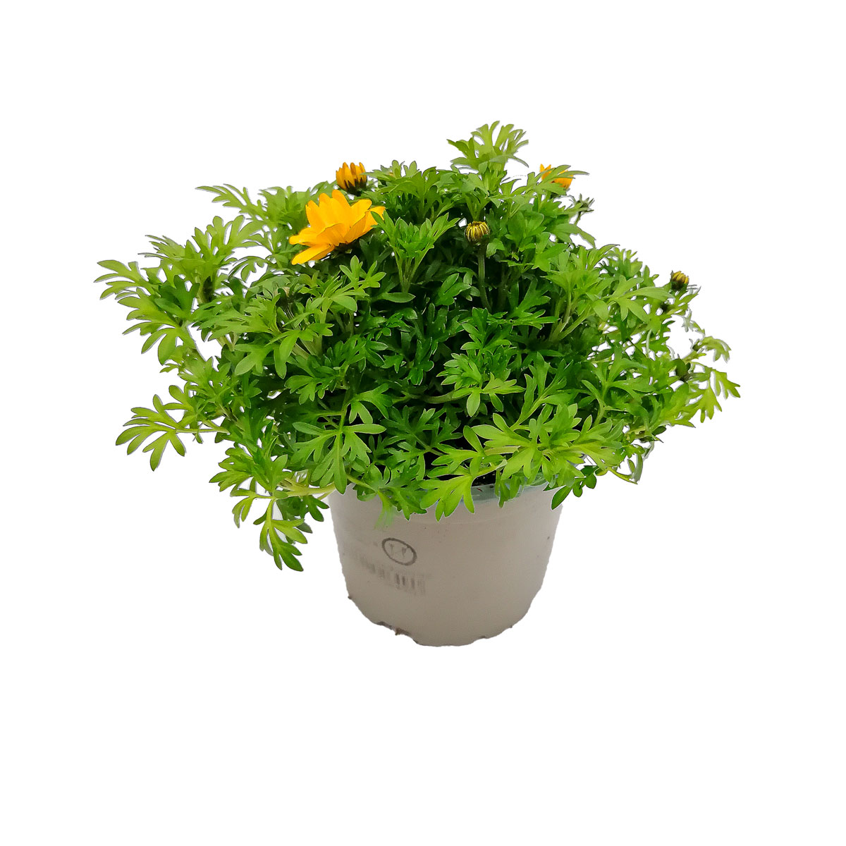 Plantiflor  Goldmarie T10,5