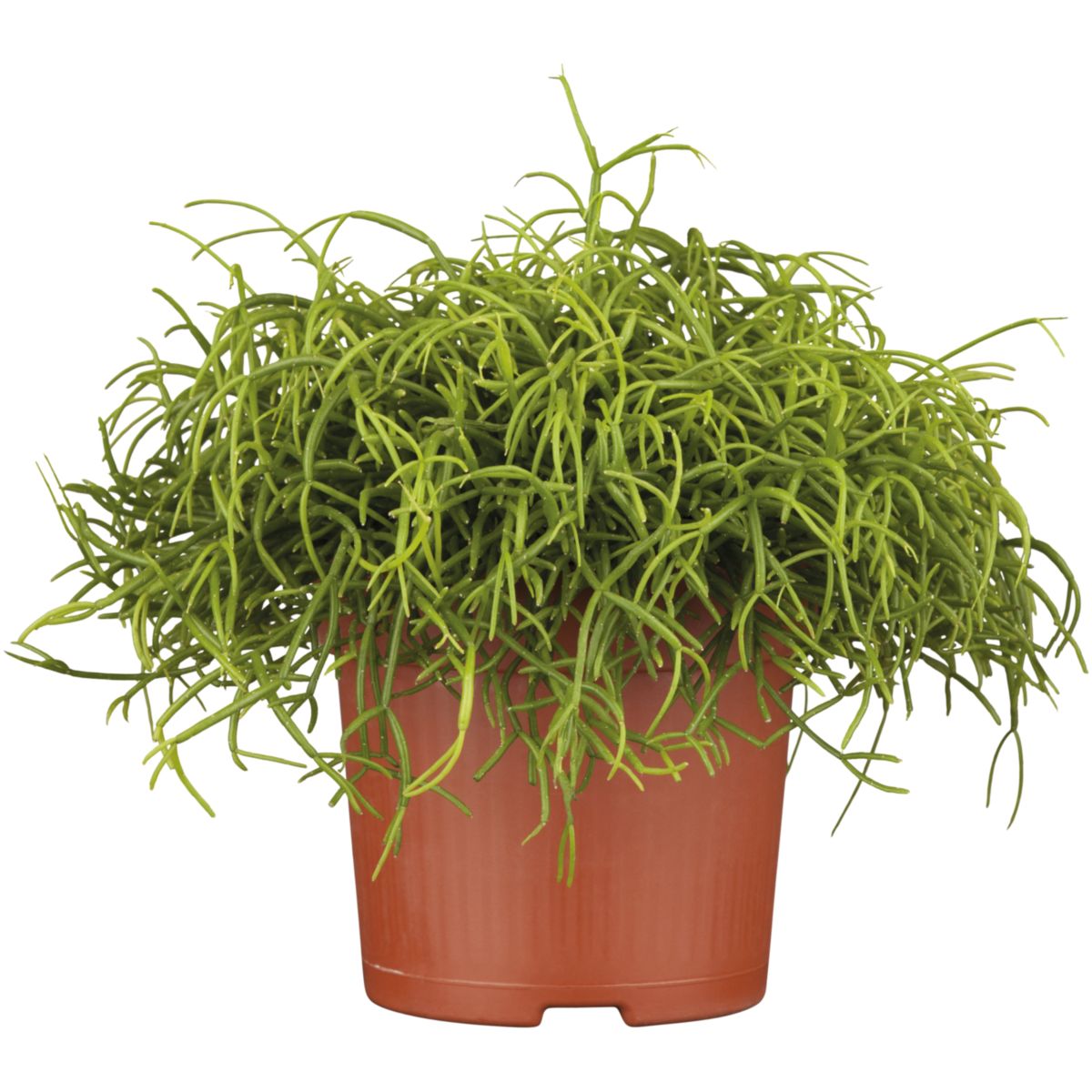 Plantiflor  Korallenkaktus 15-20 cm T12