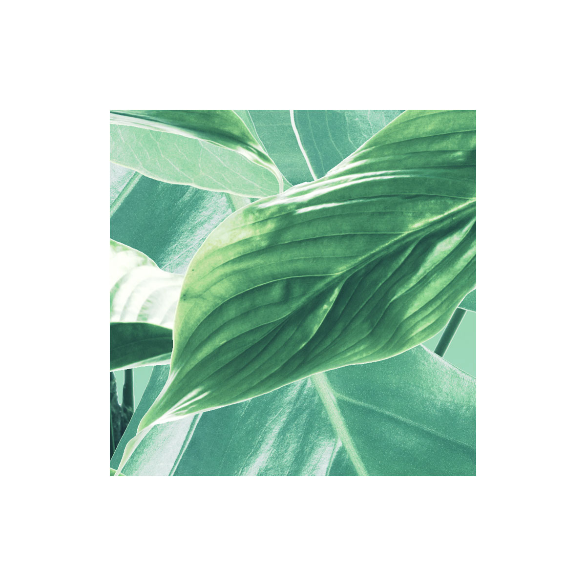 Komar  Vlies Fototapete Evergreen 200x250 cm Bild 9