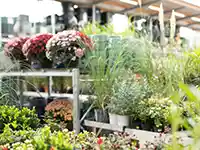 Verschiedene Pflanzen stehen in Töpfen auf Regalen in einem Gartencenter.