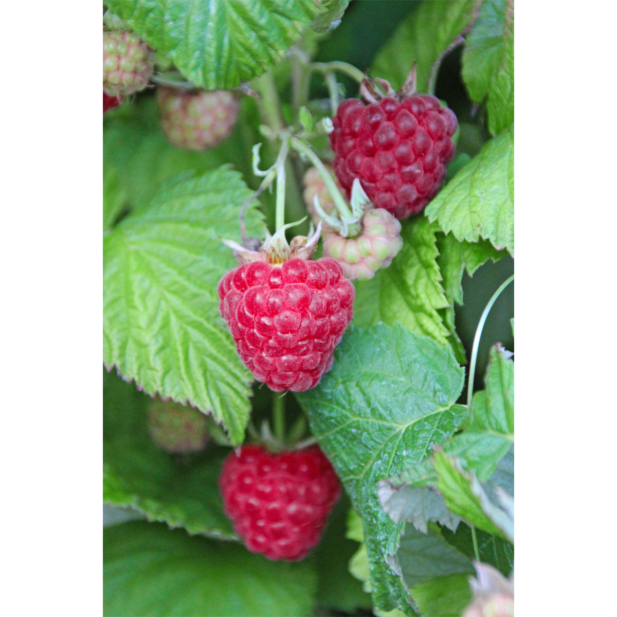 Plantiflor Himbeere Aroma Queen Topf Durchmesser 17 cm