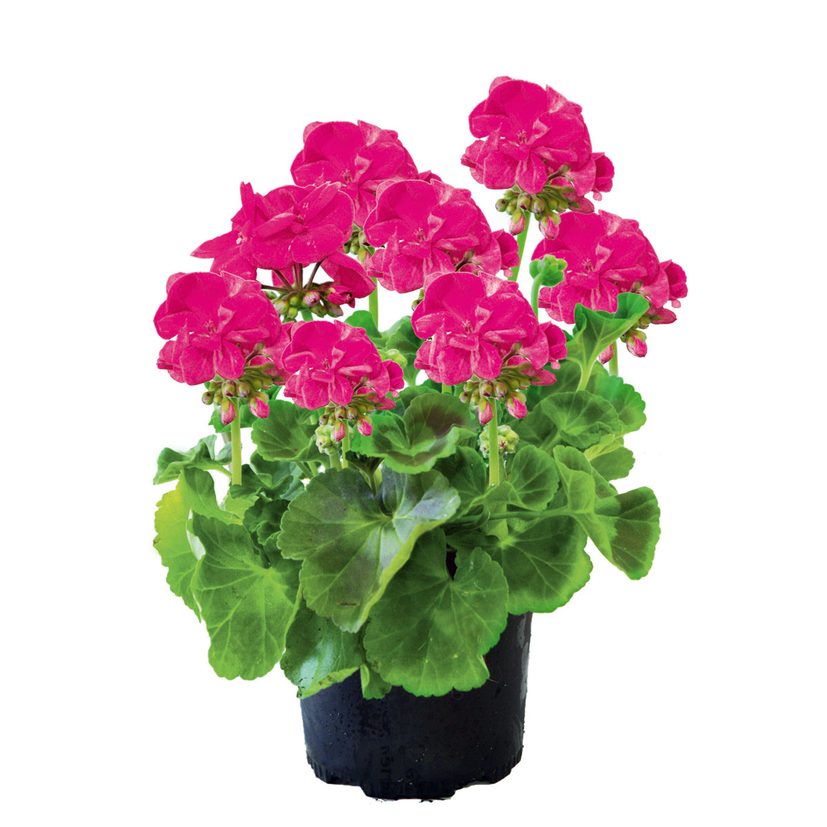 Plantiflor  Geranie stehend Topf- Durchmesser 12 cm Bild 3