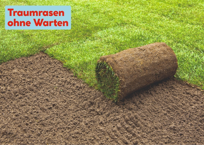 Traumrasen ohne Warten