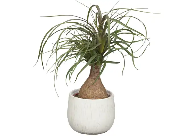 Beaucarnea in einem Topf