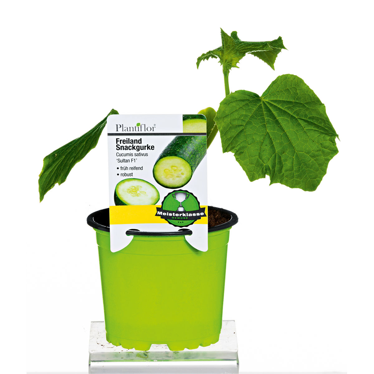 Plantiflor Meisterklasse Snackgurke Sultan Topf Durchmesser 11 cm Bild 1