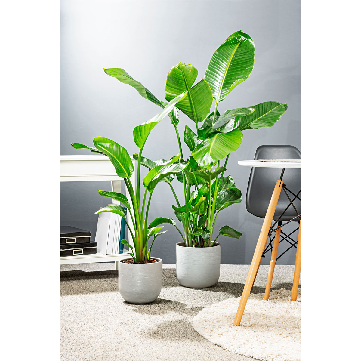 Plantiflor  Baumstrelitzie Topf-Ø 19 cm, Bild 5