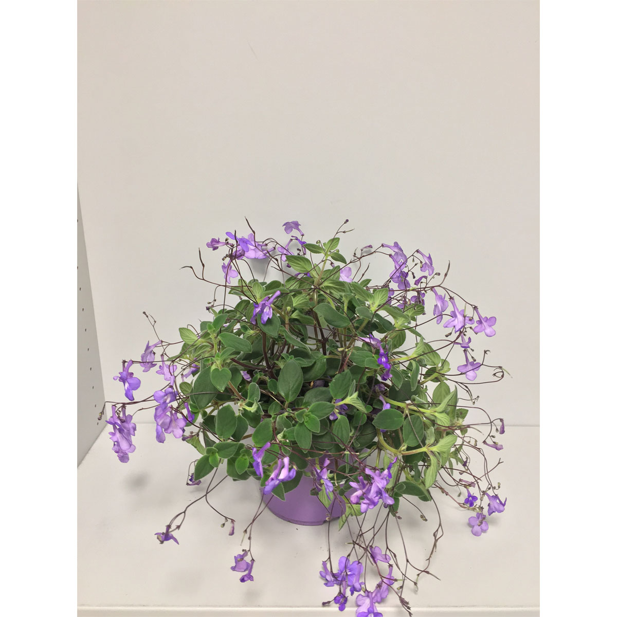 Plantiflor  Drehfrucht T19