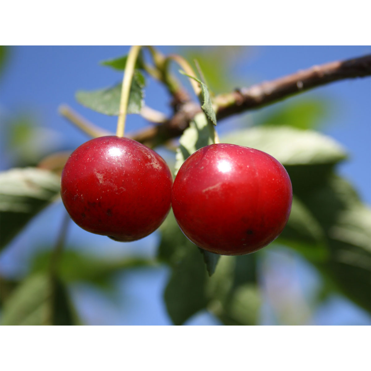 Zwergsauerkirsche Rubellit